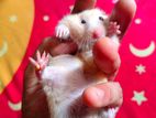 Syrian Long Hair Hamster High Quality