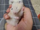 Syrian long hair hamster male