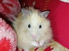 Syrian Long Hair Hamster (mature Male)