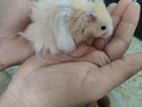 Syrian long hair hamster pair