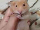 Syrian male hamster