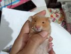 syrian male hamster