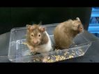 Syrian Panda Hamster