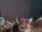 Syrian Panda Hamster