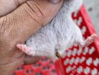 Syrian Sort Hair hamster Baby