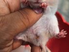 Syrian Sort hair hamster