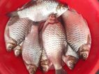 তাজা সরপুটি মাছ বিক্রি