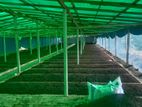 তাওসিয়া ভার্মি কম্পোস্ট কেঁচো সার
