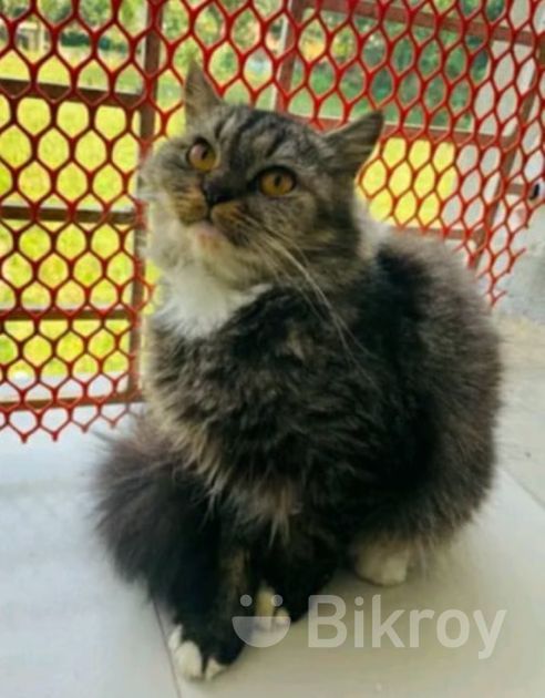 Tabby adult female for Sale in Narayanganj | Bikroy