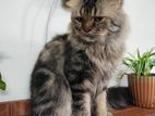 Tabby Adult Male cat