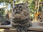 Tabby Pure Persian Cat Sell