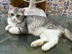 Taby British Shorthair Scottish fold cat