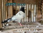 Taddy Nor