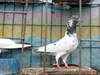 Bird for sale