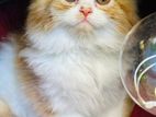 Taditional Persian cat