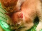 Cat for sale