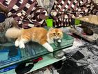 Takar Dorkar Tai Sell Korbo