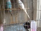 Budgerigar for sale