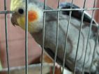 Taking Cockatiel Pair (gray + Lutino)