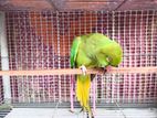 Tamed Talking parrot