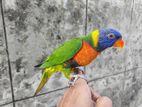 Talking Rainbow Lorikeet