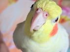 Tam Cockatiel Bird