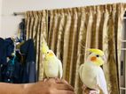 Tame Adult Cockatiel Birds Pair for sell