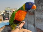 Tame Adult Lorikeet