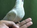 Tame Albino cockatiel