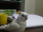 Tame albino cockatiel red eye