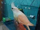 Tame albino cockatiel | টেম অ্যলবিনো ককাটেল