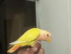 Tame & Free fly love bird for sell
