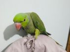 Tame & Talking Indian Ringneck