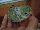 Tame baby budgerigar (fixed price)