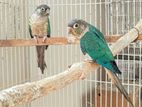 Tame Blue Conure Adult Pair