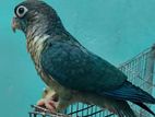 Tame blue conure