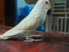 Tame Budgerigar