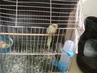 Tame Budgrigar bird for sell