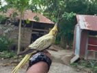 Tame Cockatel Female