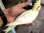 Tame Cockatiel Baby Bird