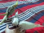 Tame Cockatiel Bird