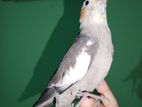 Tame Cockatiel (Fix price)