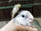 Tame cockatiel