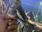 tame cockatiel