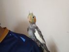 Tame cockatiel