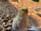 Tame Cockatiel