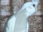 tame Cockatiel for sell