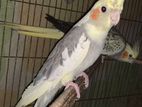 Tame Cockatiel Pair