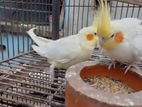 Tame Cockatiel Pair
