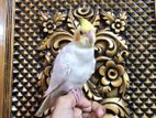 Tame Cockatiel Pakhi